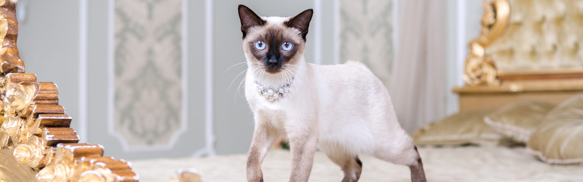 The theme of luxury and wealth. Young cat without a tail purebred bobtail Mecogon is on the big bed headboard near the Renaissance Baroque pillow in France Europe Versailles Palace.; Shutterstock ID 1535983961; purchase_order: Teuerste Katze; job: ; client: ; other: